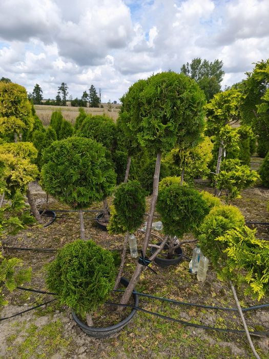 Cyprys Lawsona iwonne