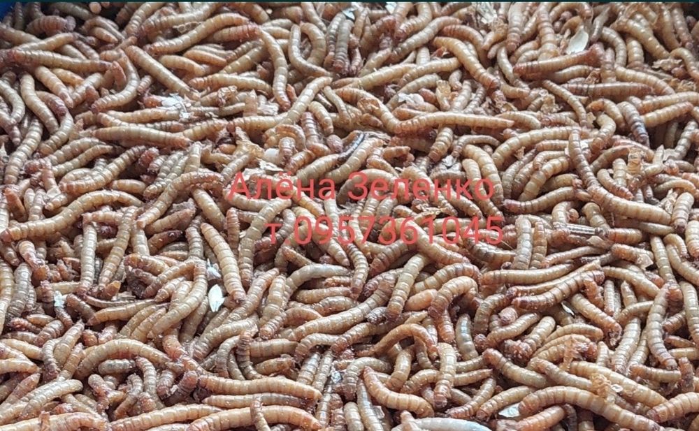 Мучной червь и Зоофобусы для ёжиков, птиц,  черепах, летучих мыши жаб