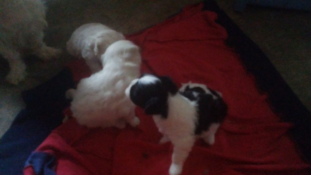 болонка мальтезе и пестрые