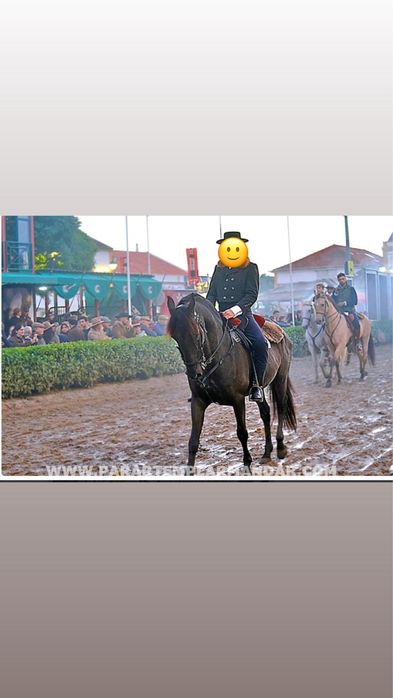Cavalo PRE (Pura Raça Espanhola)