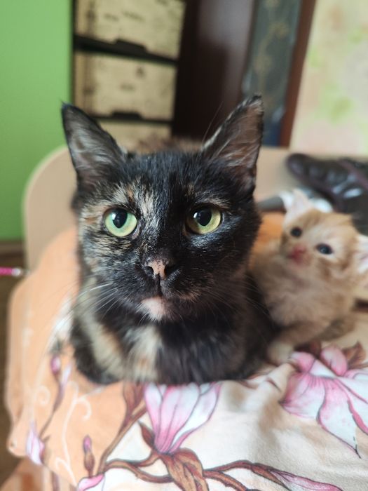 Дуже ніжна муркотушка Чері