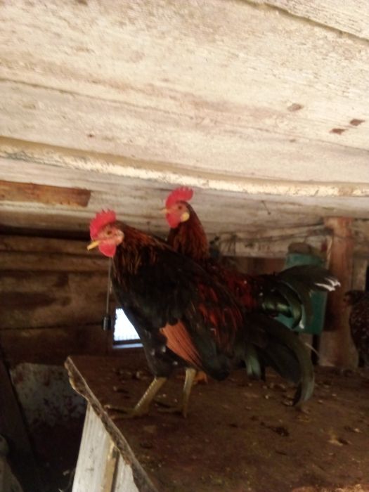 продам кугутів вік 5 місяців