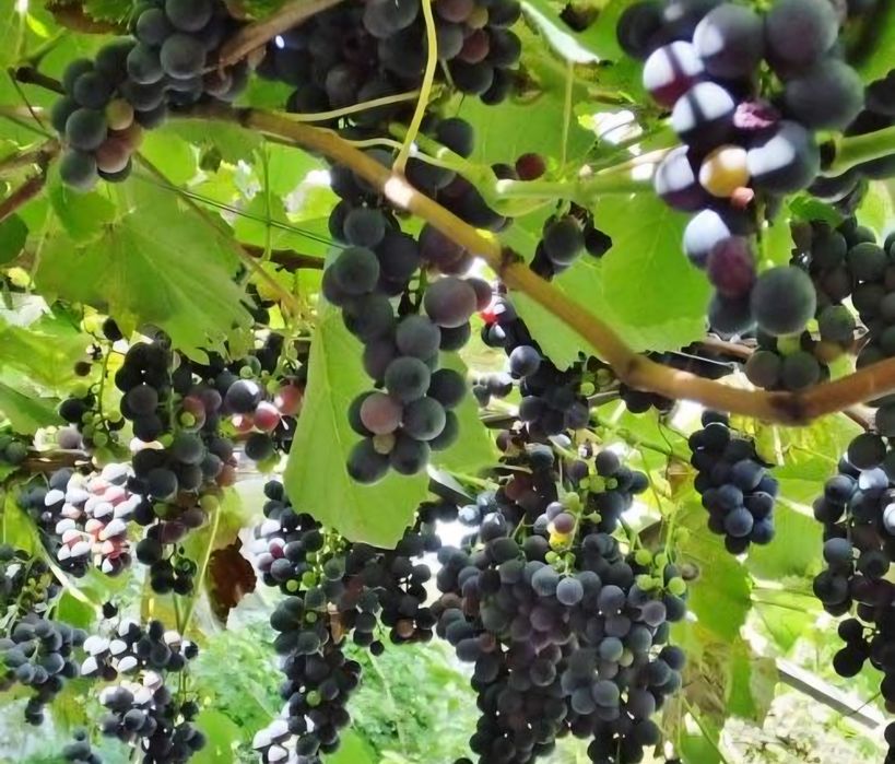 Uvas morangueiras