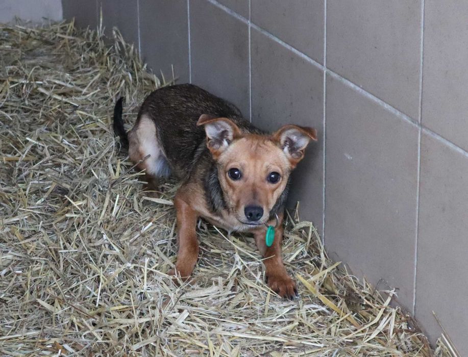 Wiza czeka na dom...