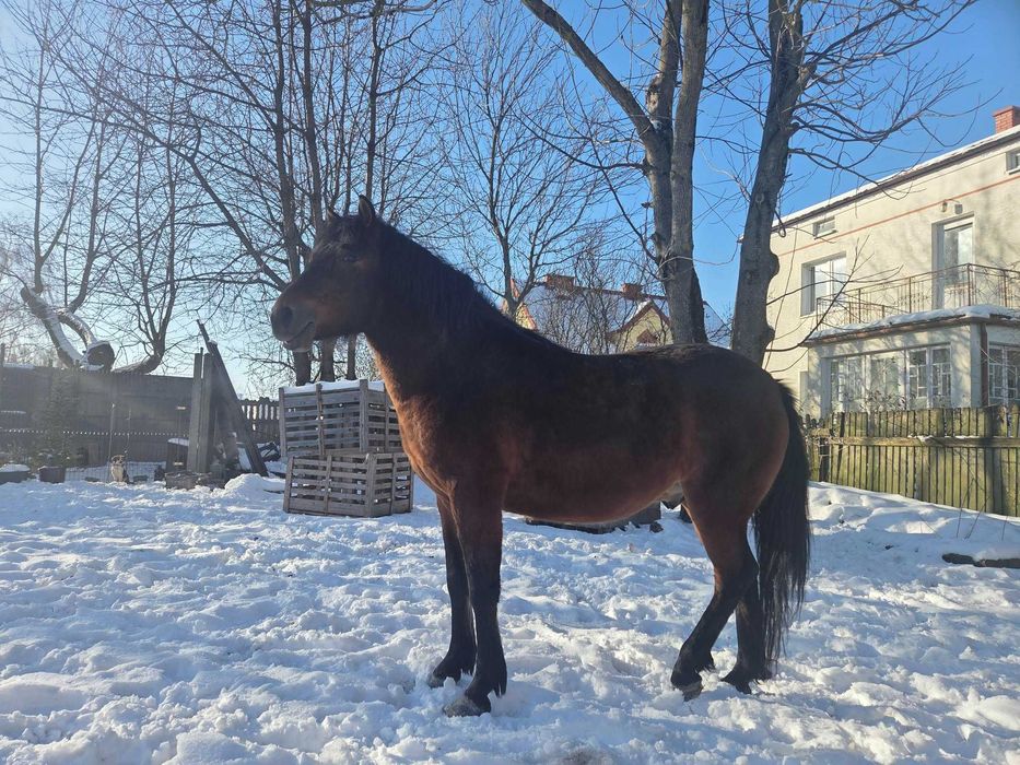 Sprzedam Ogiera Huculskiego