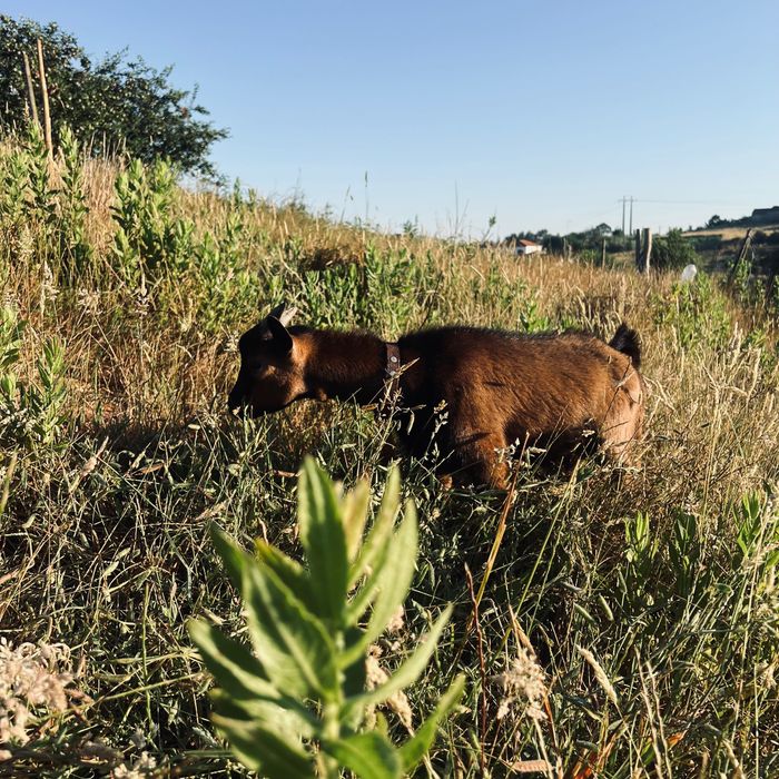 Animais de quinta
