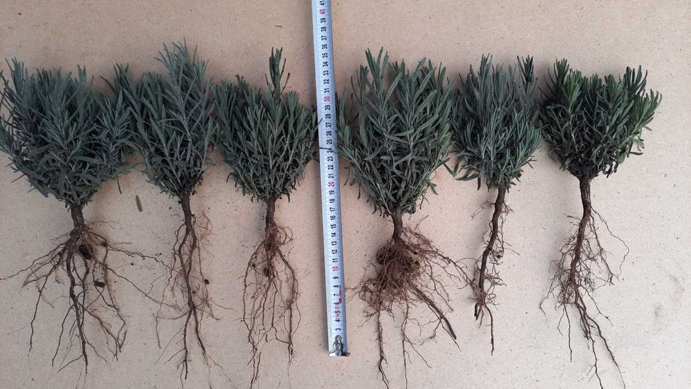 Лаванда саджанці