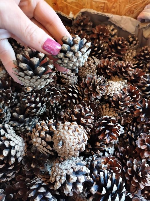 Szyszki sosnowe 100 sztuk