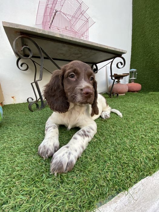 English  Spriger Spaniel