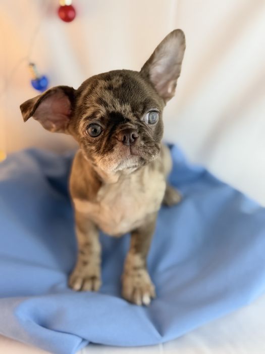 Chihuahua pelo curto macho