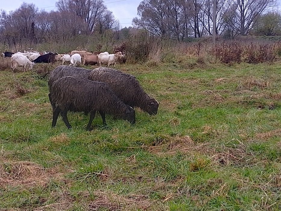 Продам романовских маток и барашков