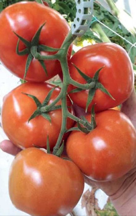 Nasiona pomidorów Holenderskich