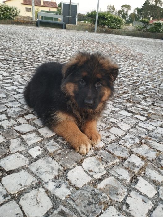 Pastor Alemão com lop e Afixo
