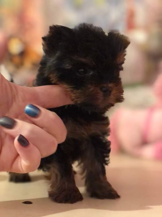 Продам щенков мини-йориков