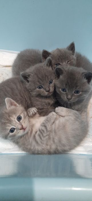 Продам британських кошенят