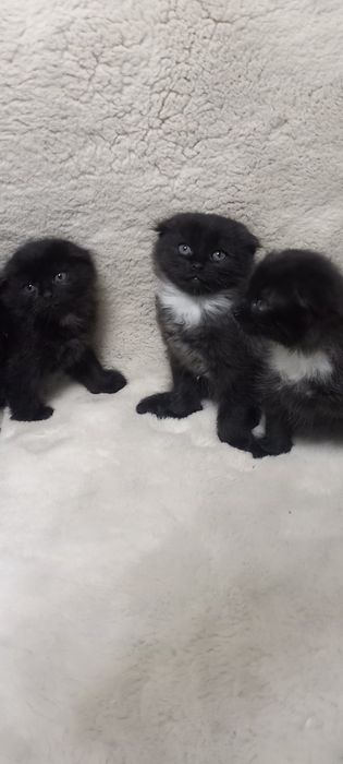 Кошенята скотіш фолд