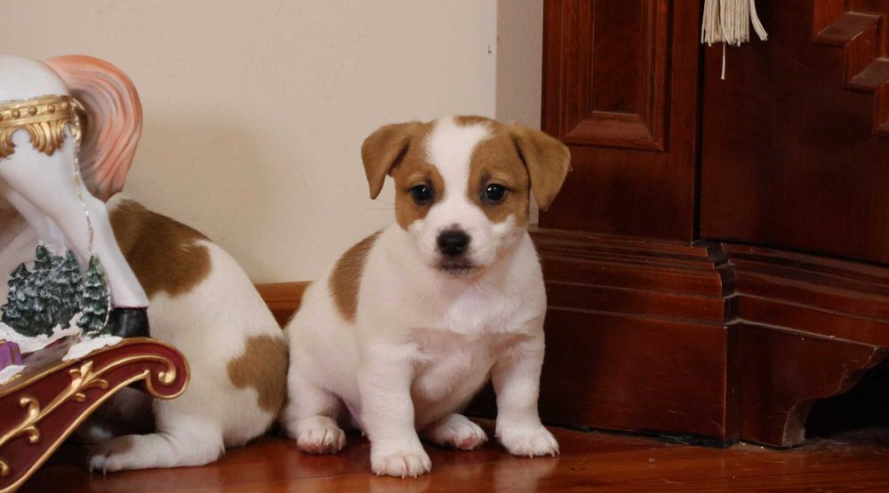 Piękna suczka JRT z hodowli"BREFIO"/badania genetyczne