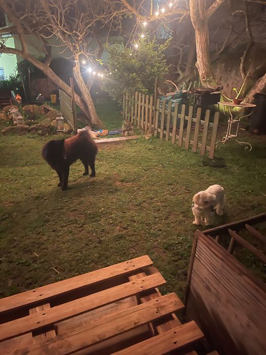 Hotel & Park Cães & Cia.