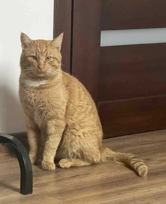 Ruduś kocurek do adopcji