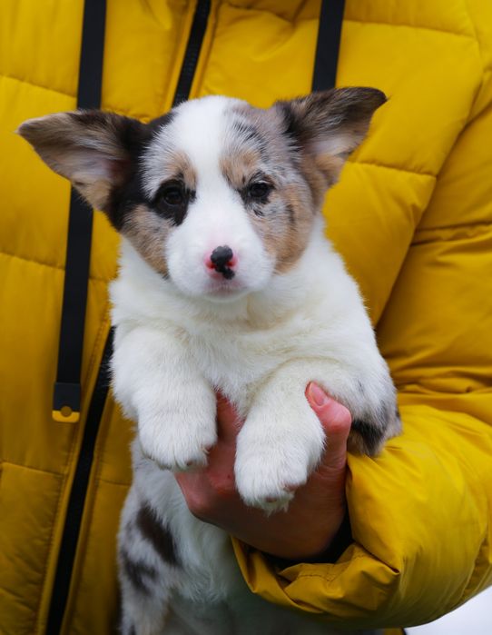 Дівчинка вельш коргі кардиган