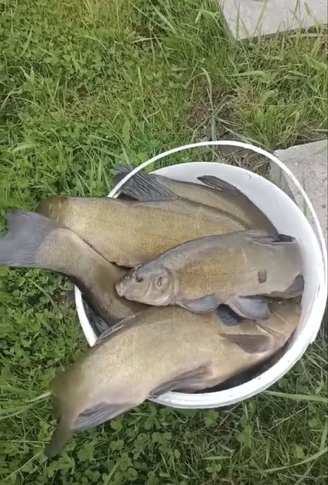 Лин з власноі водойми