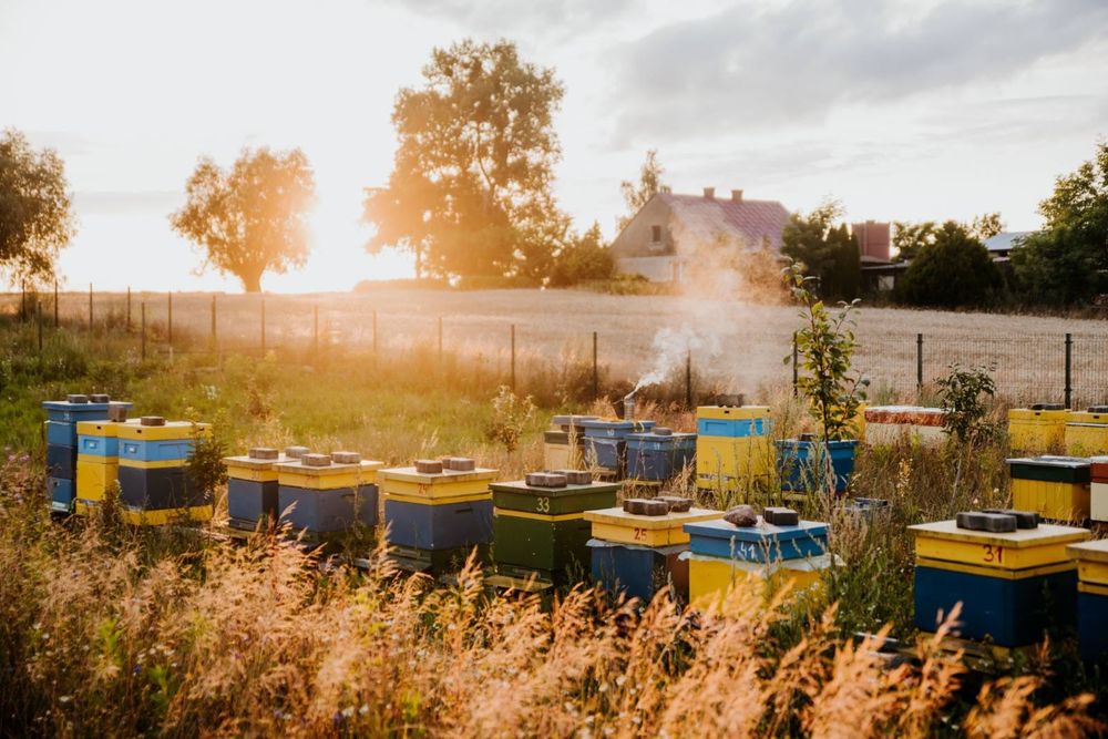 Rodziny pszczele z ulem Wlkp lub bez