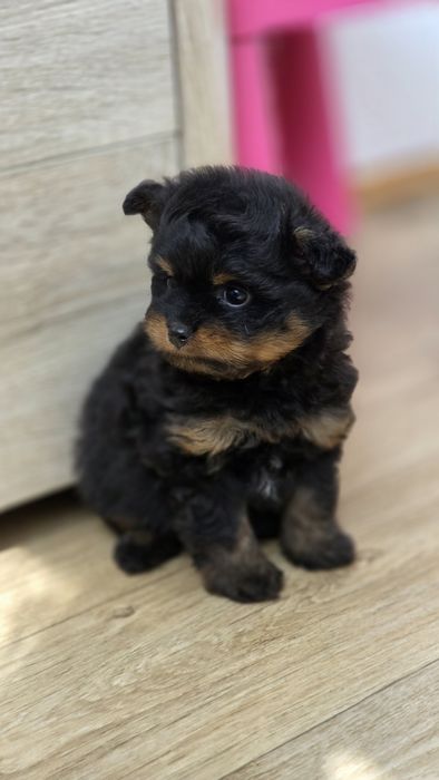 Pomapoo  malutką suczką
