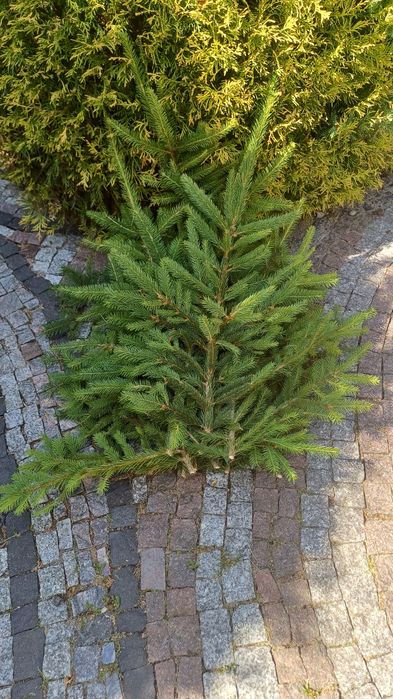 Gałązki drzew iglastych-stroisze