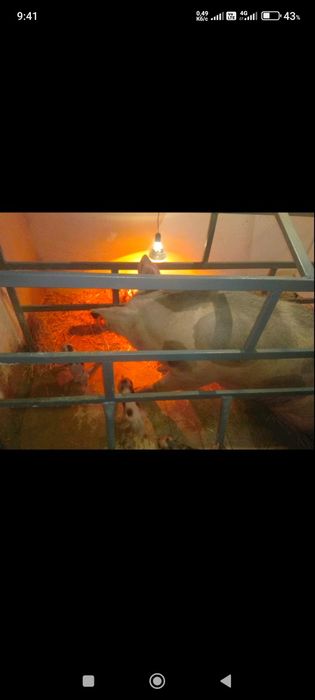 Станок для свиноматки.