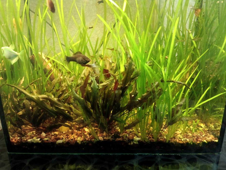 Продам акваріум об'ємом 90 літрів з усим обладнанням