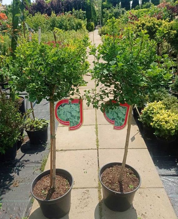 Miłorząb "Baldi" szczepiony na pniu, rzadka odmiana.