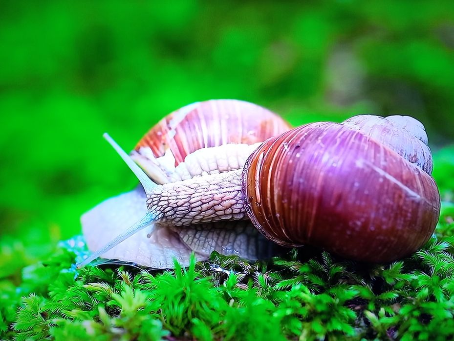 Samsung UE55JS8005 4k