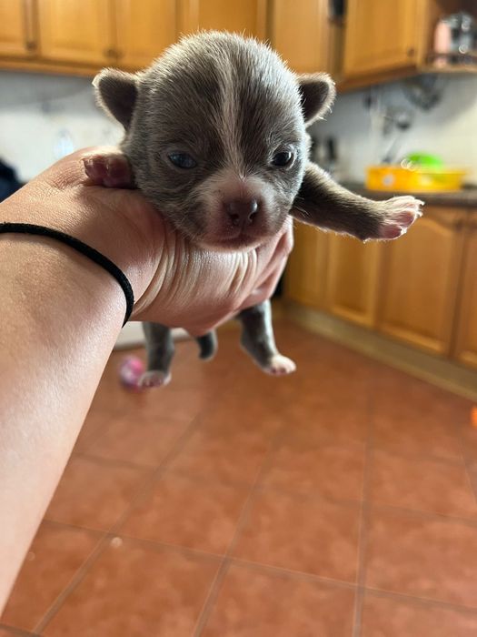 Machinho Chihuahua