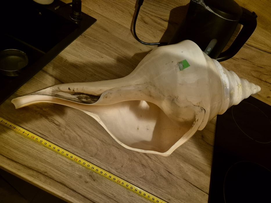 Gigantyczna Muszla Syrinks Auranus 54-55cm .