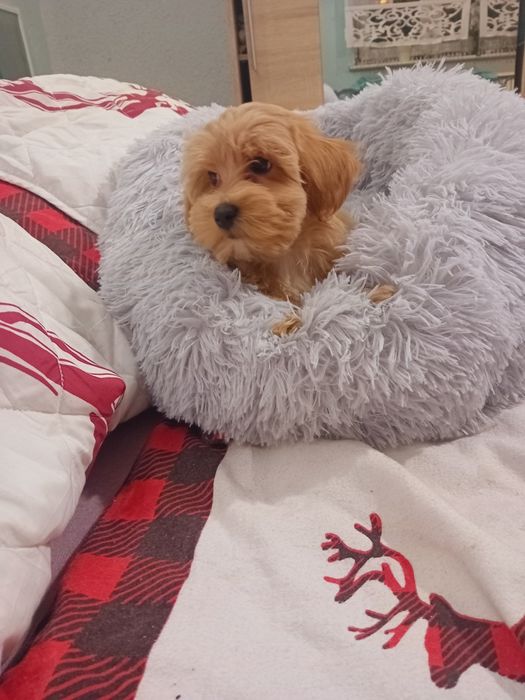 Maltipoo, maltańczyk, pudełek toy  suczka.