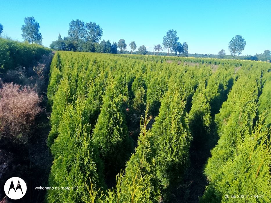 Tuja Szmaragd 120-140 cm Łebskie Rośliny