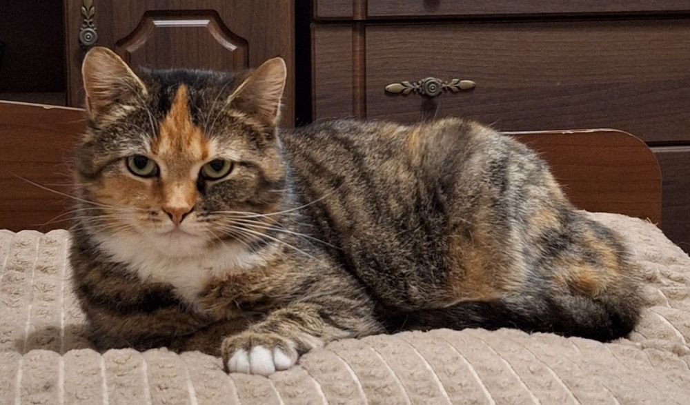 Кішка стерилізована