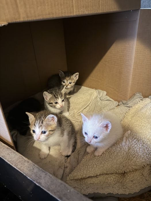 Gatinhos para doar