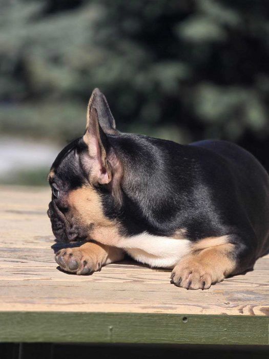 Французький бульдог