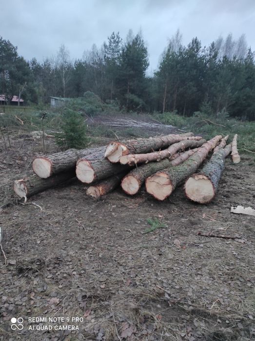 Drewno sosna i Brzoza dłużyca