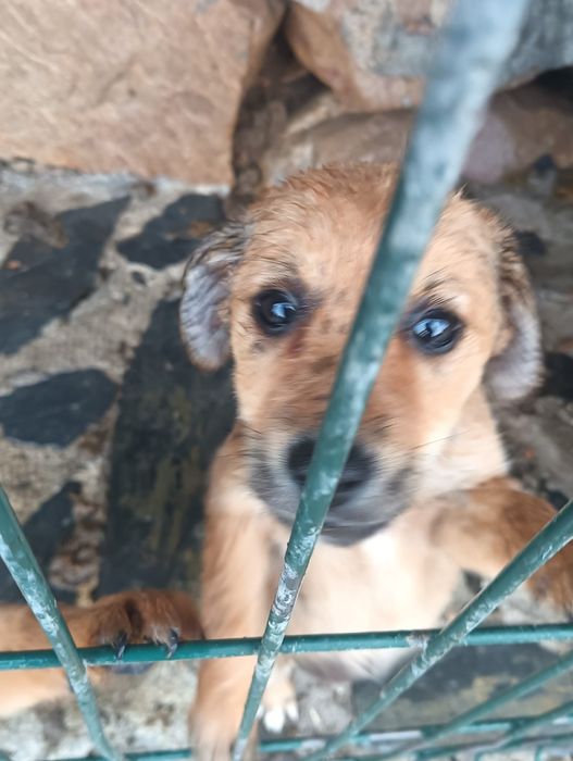 Cães para adoção responsável