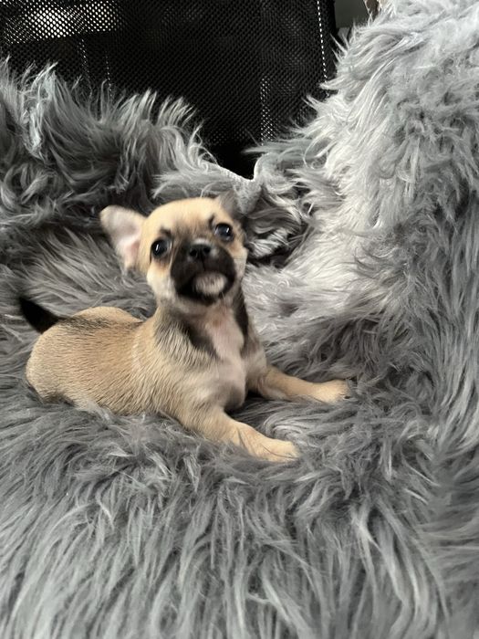 Chihuahua piesek