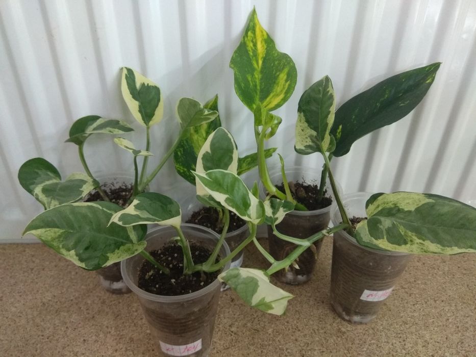 Продам Сциндапсуси 10 сортів