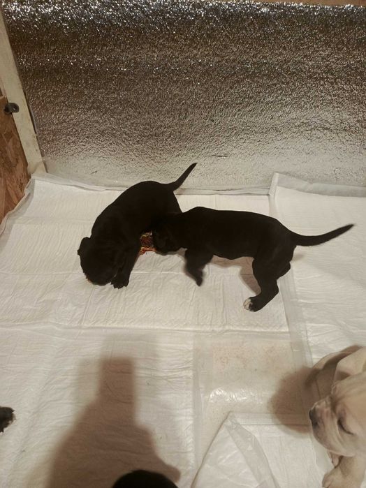 Щенки кане-корсо