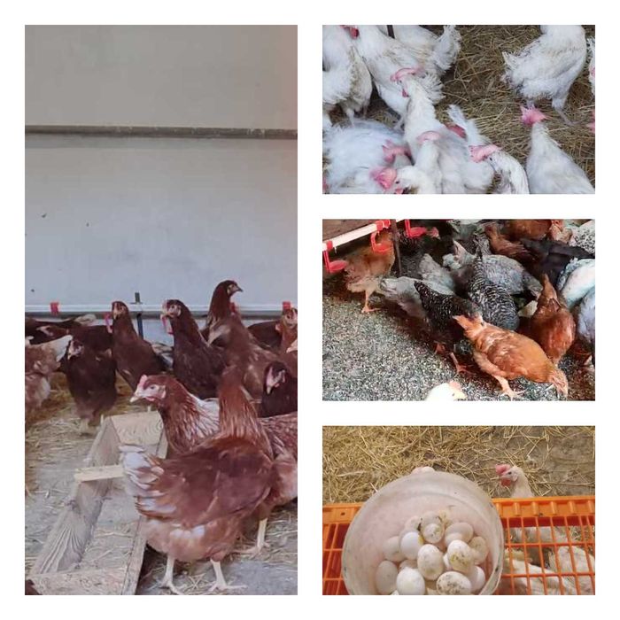 Продам кури несушки! Доставка безкоштовна. Звенигородка!