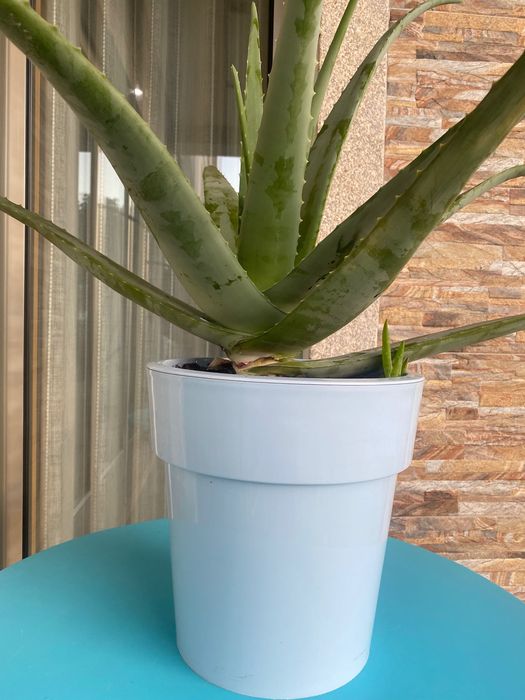 Aloé Vera biológico xarope do cato