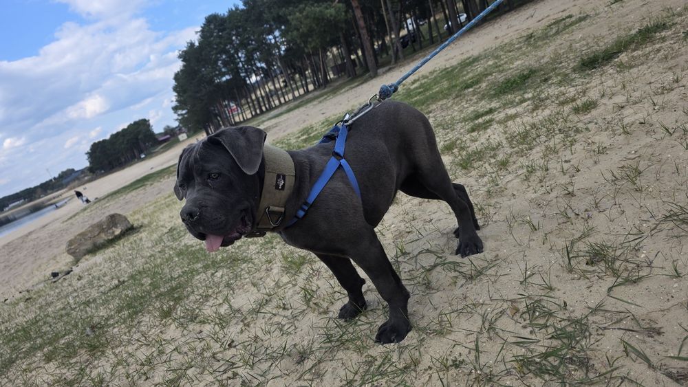 Cane Corso Italiano SUCZKA BŁĘKITNA (7 miesięczna)