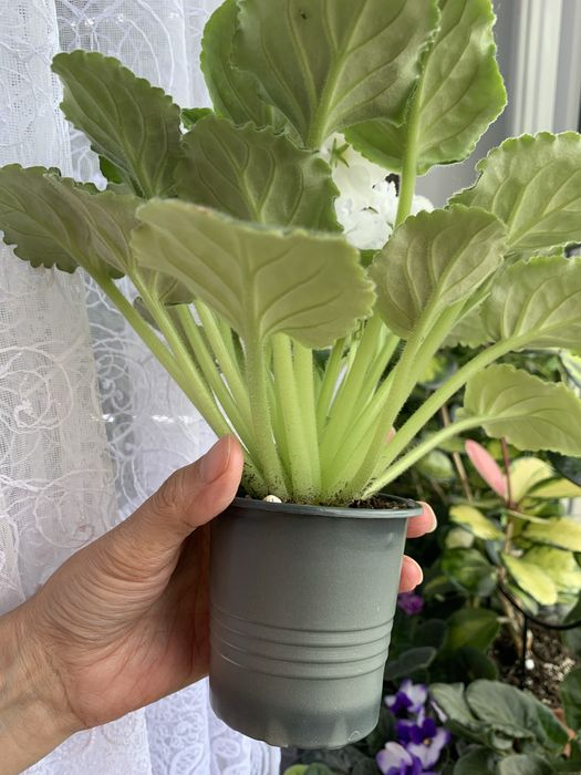 Фіалки, сенполія