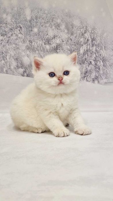 Британські Золоті шиншили поінт хлопчик Ямір та дівчинка Юна