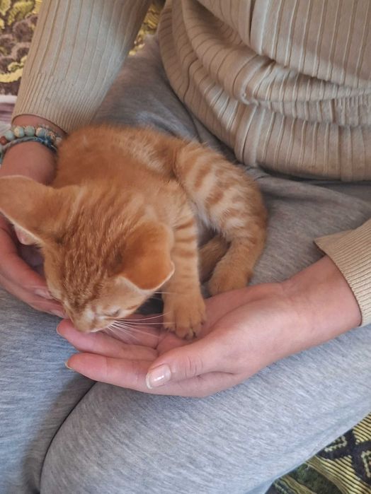 Adopcja małych kotków